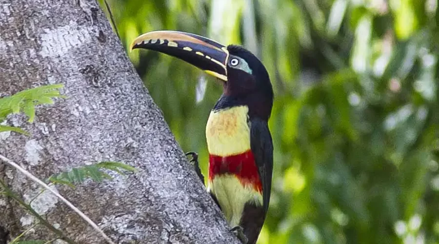 manu-national-park