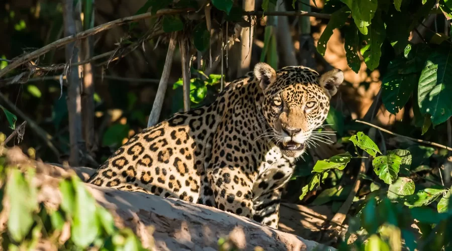 manu-national-park-tour