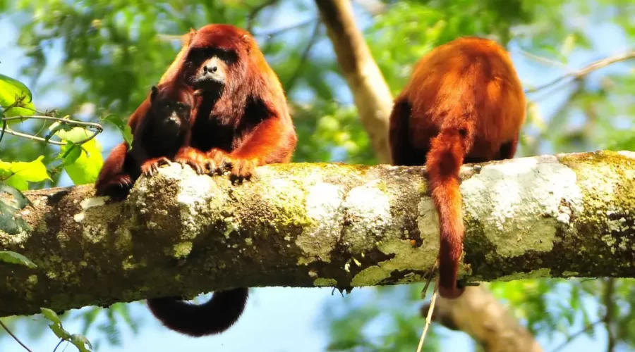 Monkey in Manu National Park