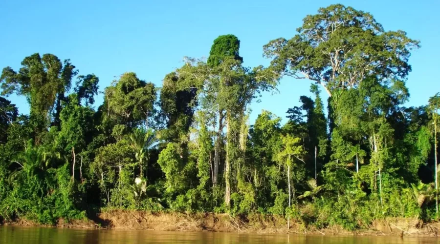 Lush green jungle landscape in the Peruvian Amazon