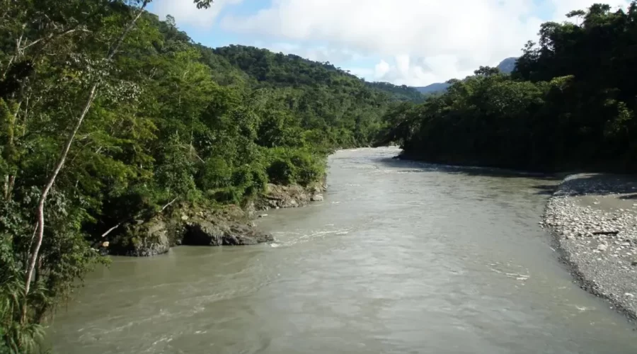 Tropical forest canopy in Manu National Park