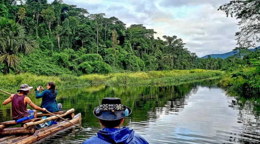 Untouched Amazon jungle scenery in Manu Park