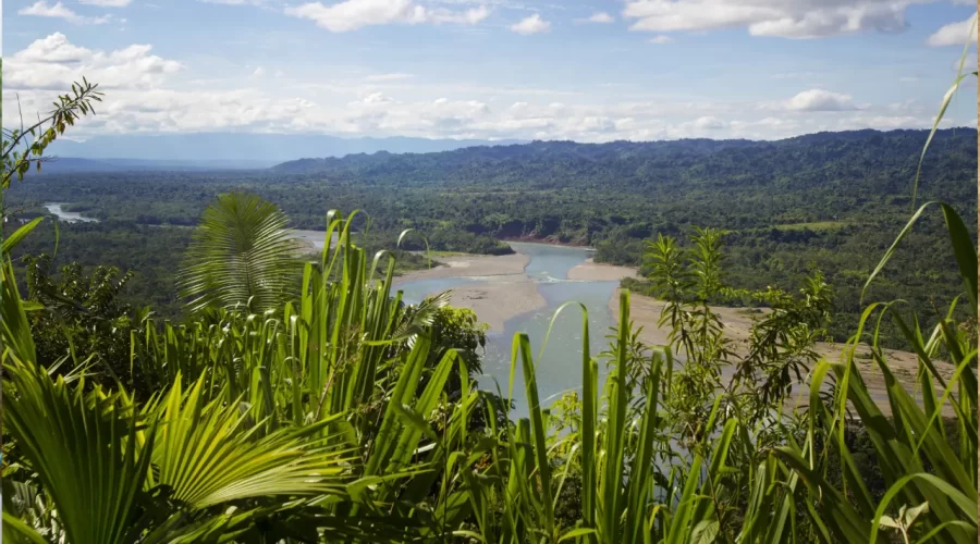 Dense rainforest in Manu National Park, Peru