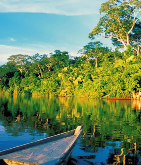 Verdant rainforest landscape inside Manu National Park