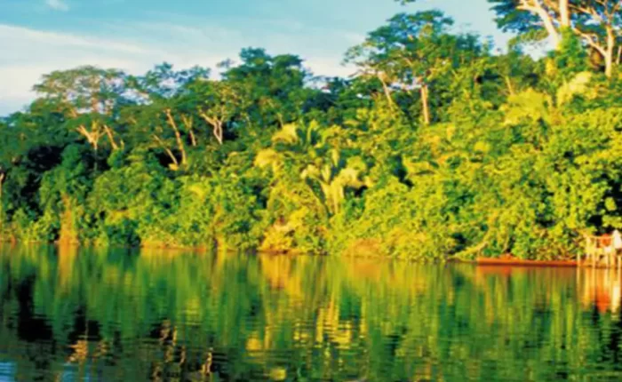 Verdant rainforest landscape inside Manu National Park