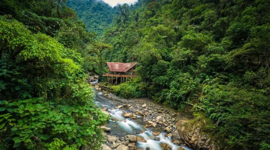 Pristine jungle environment in the heart of Manu