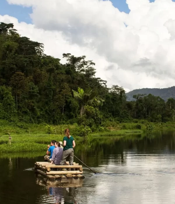 Remote and untouched forest scene in Manu, Peru