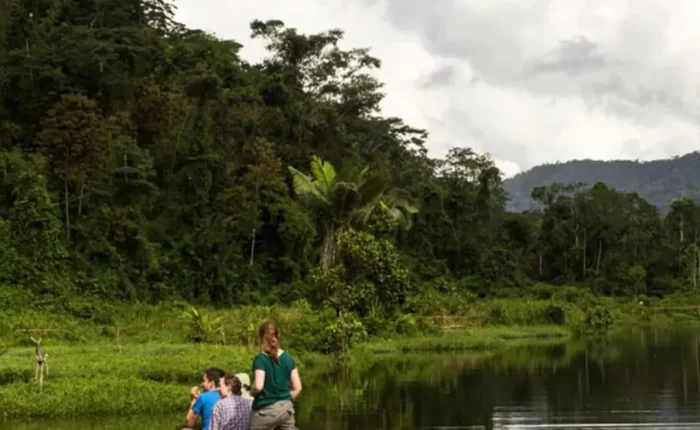 Remote and untouched forest scene in Manu, Peru