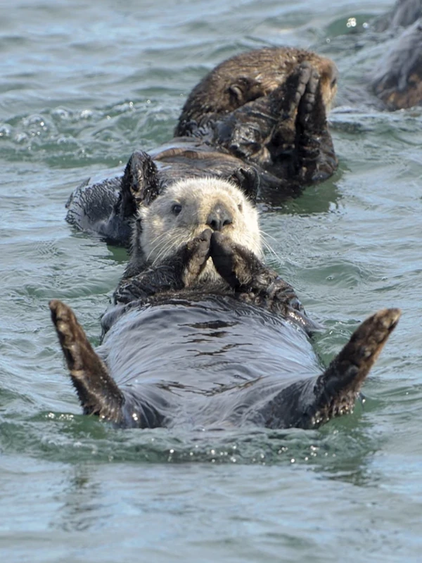 Conservation Efforts for Giant River Otters