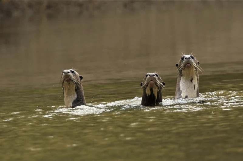 giant river otters
