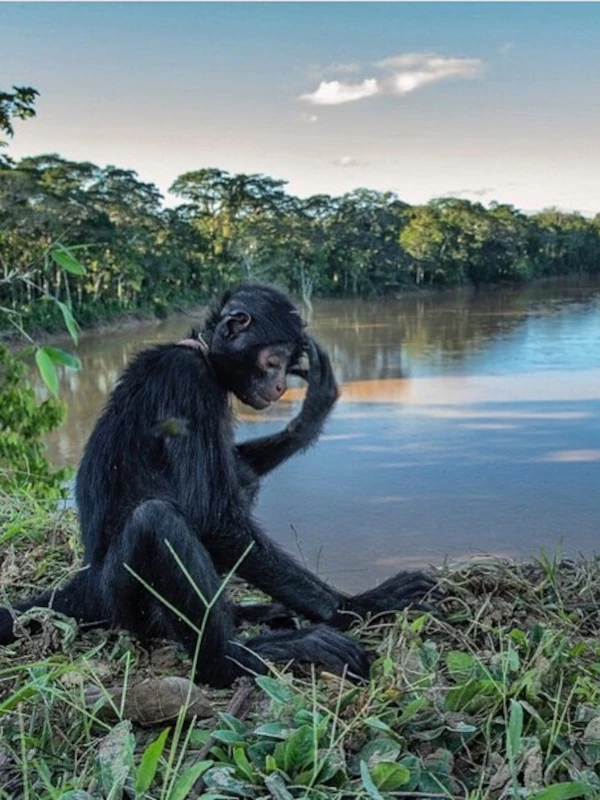 monkey