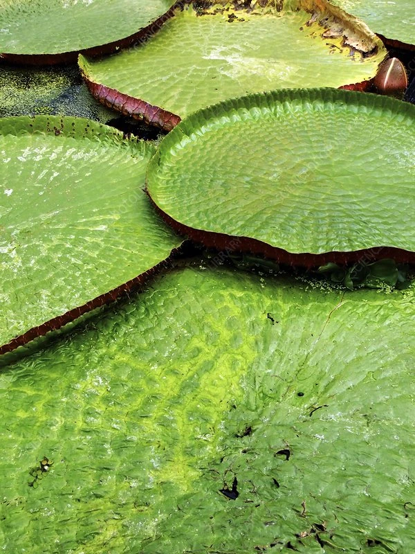 aquatic plants in amazon ecosystem