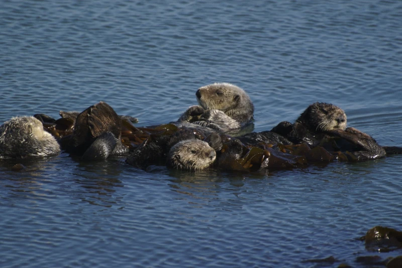 giant river otters
